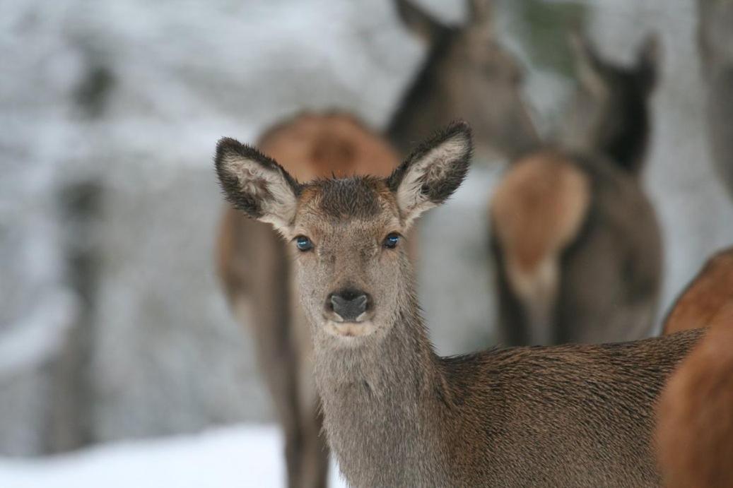 Le Cerf Pantin Rez De Jardin Appartement *